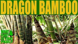 Dragon Bamboo  Dendrocalamus giganteus  One of the worlds tallest Bamboo [upl. by Thetes]