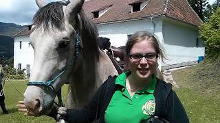 Volles Vertrauen  Mit Pferden spazieren gehen  Horsemanship  mit TrickyHorseTraining [upl. by Lothario]