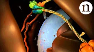 RNA interference RNAi by Nature Video [upl. by Sonitnatsok261]