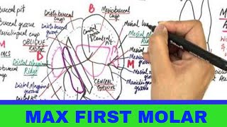 Maxillary Permanent First Molar  Tooth Morphology [upl. by Dennison563]