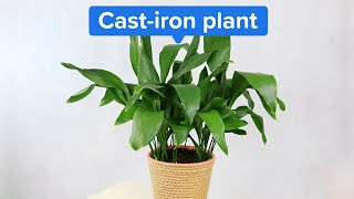 Full middle class respectabilityCastiron Plant [upl. by Martelle]