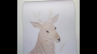 How to color deer easy coloring kids coloring fun easy drawing [upl. by Ahsakat]