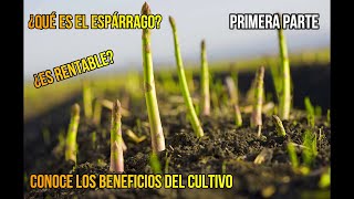 1 EL ESPÁRRAGO UN CULTIVO DE ALTO VALOR ECONÓMICO [upl. by Bullivant]