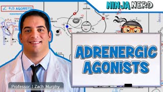 Autonomic Pharmacology  Adrenergic Agonists [upl. by Erich]