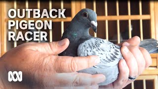 Outback pigeon racer homing in on multimilliondollar showdown  ABC Australia [upl. by Buehler]