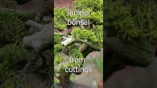 Juniper Bonsai Development Step By Step [upl. by Hannahoj]