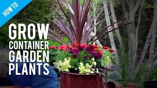 How To Grow Pot Plants in a Container Garden [upl. by Adiell]