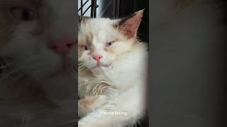 Virus panleukopenia dan calici pada kucing bisa sembuh [upl. by Sivek898]