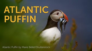 Atlantic Puffin [upl. by Stoneman413]