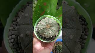 Big asteriasastrocactus asterias astrophytum shorts shortvideo [upl. by Nawotna]