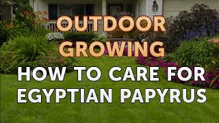 How to Care for Egyptian Papyrus [upl. by Fein]