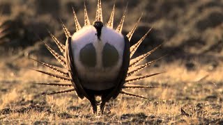 Bodypopping sage grouse  Natures Greatest Dancers  BBC [upl. by Anitniuq446]