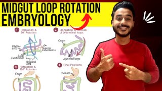 midgut rotation embryology  rotation of midgut embryology  development of midgut embryology [upl. by Columbyne]