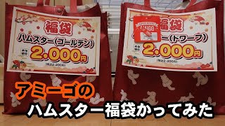 番外編 アミーゴでハムスター福袋飼ってみた【ハムスター／パンダマウス／モルモット／ステップレミング】 [upl. by Weigle]