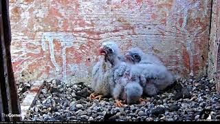 American Kestrel Chick Swallows Entire Snake – June 27 2018 [upl. by Odeen]