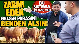 HAYVANCILIKTA PARA VAR BU SİSTEMLE KAZANÇ YÜKSEK BÜYÜKBAŞ BESİ ÇİFTLİĞİ  KAHRAMANKAZAN [upl. by Suedama475]