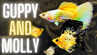 Guppy Fish Care  Can Guppy Fish and Molly Fish Live Together [upl. by Huberto]