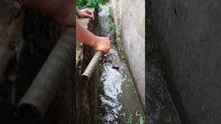 Mancing Di Pinggir Jalan raya dapat ikan korban banjir [upl. by Morel]