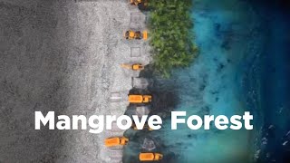 Mangrove Forest Coastal Erosion Mitigation [upl. by Ljoka]