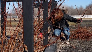 How to Prune Raspberries 🤤✂️❤️  Garden Answer [upl. by Ania]