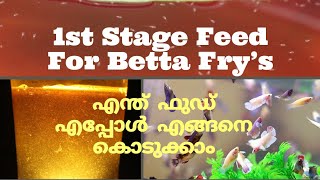 First stage feed for betta Frys  how to make infusoria malayalam video [upl. by Lamb566]