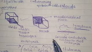 Vestibular apparatus physiology and its equilibrium maintaining function very easy concept [upl. by Asilec916]