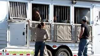 FEEDING HORSES on TRAILER [upl. by Kylie]