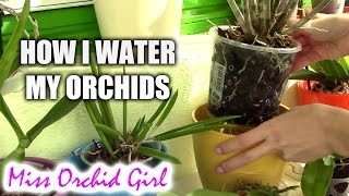 How I water my orchid collection  my new safer watering routine [upl. by Anilesor]