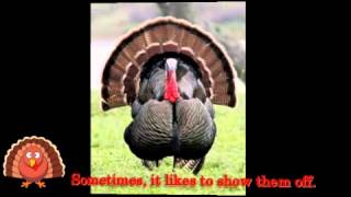 A Turkey Song with the words  quotI See a Turkeyquot for Thanksgiving  quotGobble gobblequot [upl. by Nalhsa695]