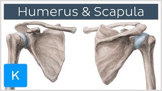 Humerus und Scapula  Anatomie des Menschen  Kenhub [upl. by Neirad]