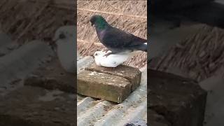 Pigeon meeting 🕊️♥️pigeonshorts trendingshorts pigeon [upl. by Riesman]