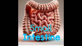 Small Intestine humanbody intestine digestion humanfood digestivesystem [upl. by Cahn]