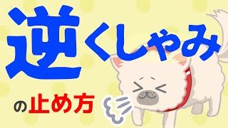 犬の逆くしゃみの止め方｜効果抜群！簡単に止めるツボ・方法 [upl. by Alessandro340]