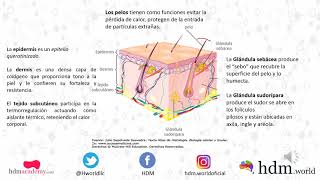 SISTEMA TEGUMENTARIO [upl. by Iline]