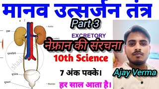 नेफ्रॉन की संरचना  उत्सर्जन तंत्र Excretory System Biology Class 10 UP BOARD NCERT By Ajay Verma [upl. by Tnirb]