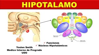 HIPOTALAMO NÚCLEOS HIPOTALAMICOS [upl. by Caritta]