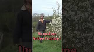 Un fruitier beau et bon  permaculture [upl. by Sitnik]