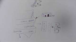 AQA GCSE GEOGRAPHY A UK coastline and its landforms [upl. by Nilra]