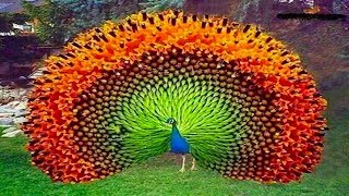 Peacock Dancing in Rain Video [upl. by Nyladam]