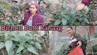 Nettle LeafBichhu Butti Traditional Recipe In Kinnaur HP culture traditional nettleleaf [upl. by Orofselet]