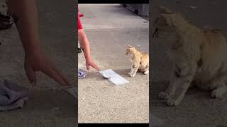 Cat Feeds on life fish  Wild cats [upl. by Draner]