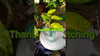 garden moneyplant houseplant indoorplants shortvideo foryou gardening gardenplants [upl. by Enirolf]