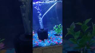 Fish tank 🐬aquarium 🐟fishtank fish guppy betafish fishaquarium beta [upl. by Richer413]