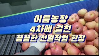 이룸농장  꼼꼼한 선별작업 현장 총 4번의 선별작업👍 [upl. by Adnicul348]