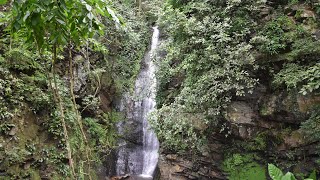 Tropical rainforest in 360 degrees [upl. by Nyleaj]