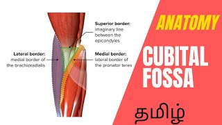 Cubital Fossa 3D Anatomy lecture in tamil  3D animation anatomy lecture [upl. by Immas]