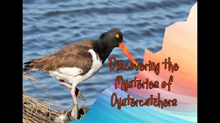 Discovering the Mysteries of Oystercatchers birds animals oyster [upl. by Melvina73]