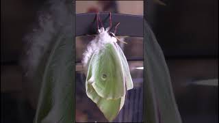 Luna Moth Inflates Wings x200 speed [upl. by Attirb]