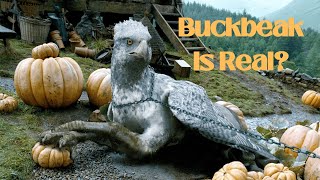 Buckbeak is Real  Harry Potter Mythology Explained  Mythology of Hippogriff [upl. by Llednov937]