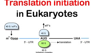 Translation initiation in eukaryotes  eukaryotic translation lecture 1 [upl. by Zenas]